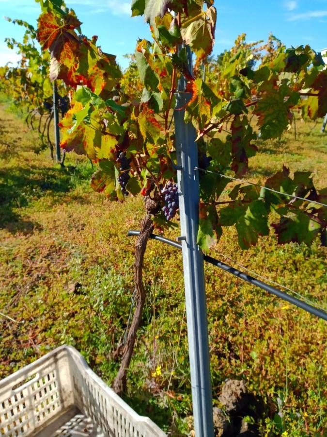 Etnasentieri Wine House On Etna Mount Villa Белпасо Екстериор снимка